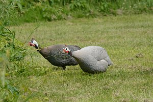 Guineafowl, Helmeted, 2013-06062456 Pierpont Meadow, MA